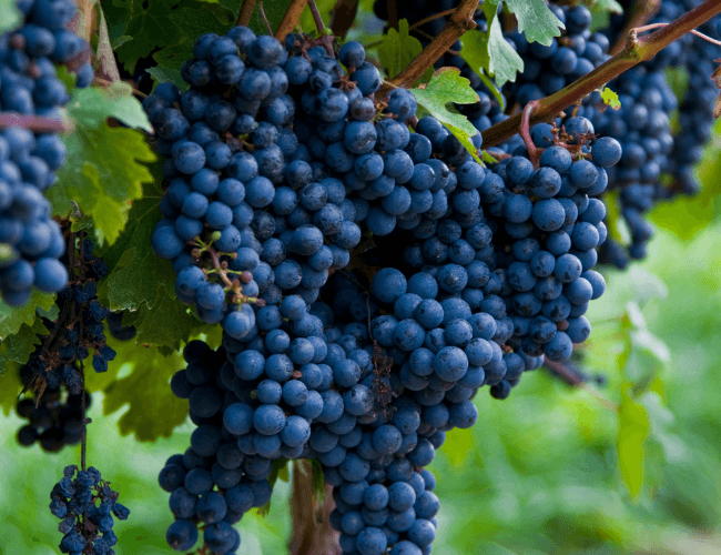 Red Organic grapes growing vibes