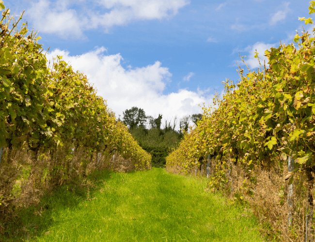 Image of a row of grape vines