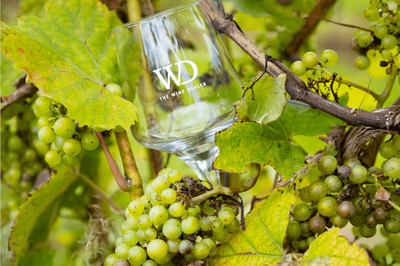 Clear wine glass with 'WD The Wine Dealer' logo placed among green grape clusters on a vine.